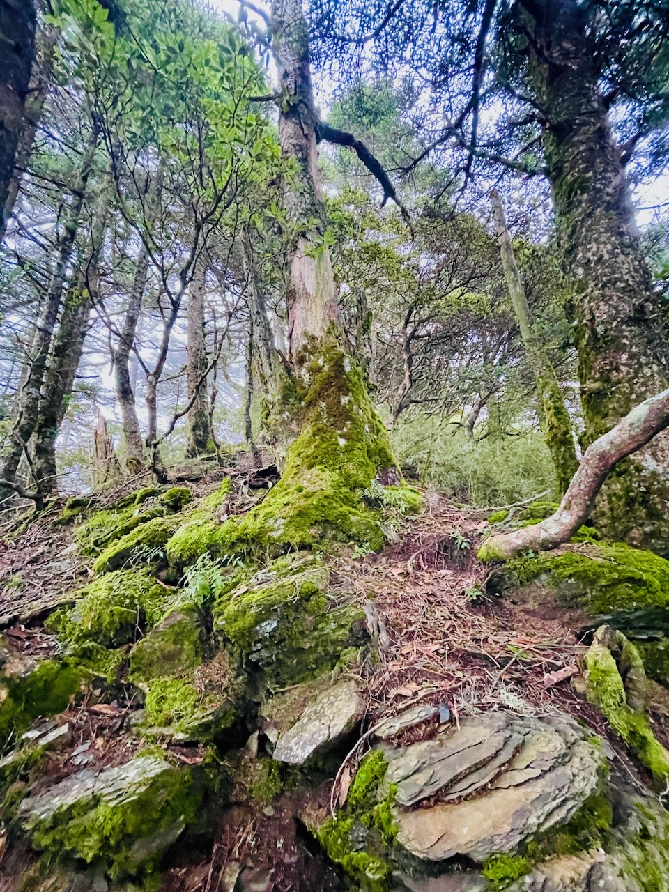 Guide to Hiking Hehuanshan in Taiwan (5 Baiyue Peaks)