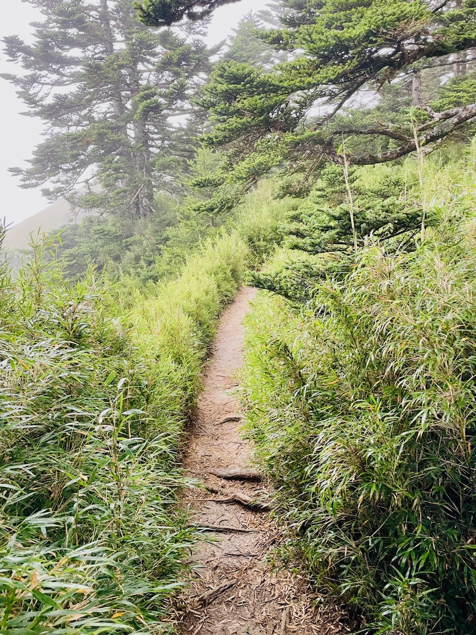 Guide to Hiking Hehuanshan in Taiwan (5 Baiyue Peaks)