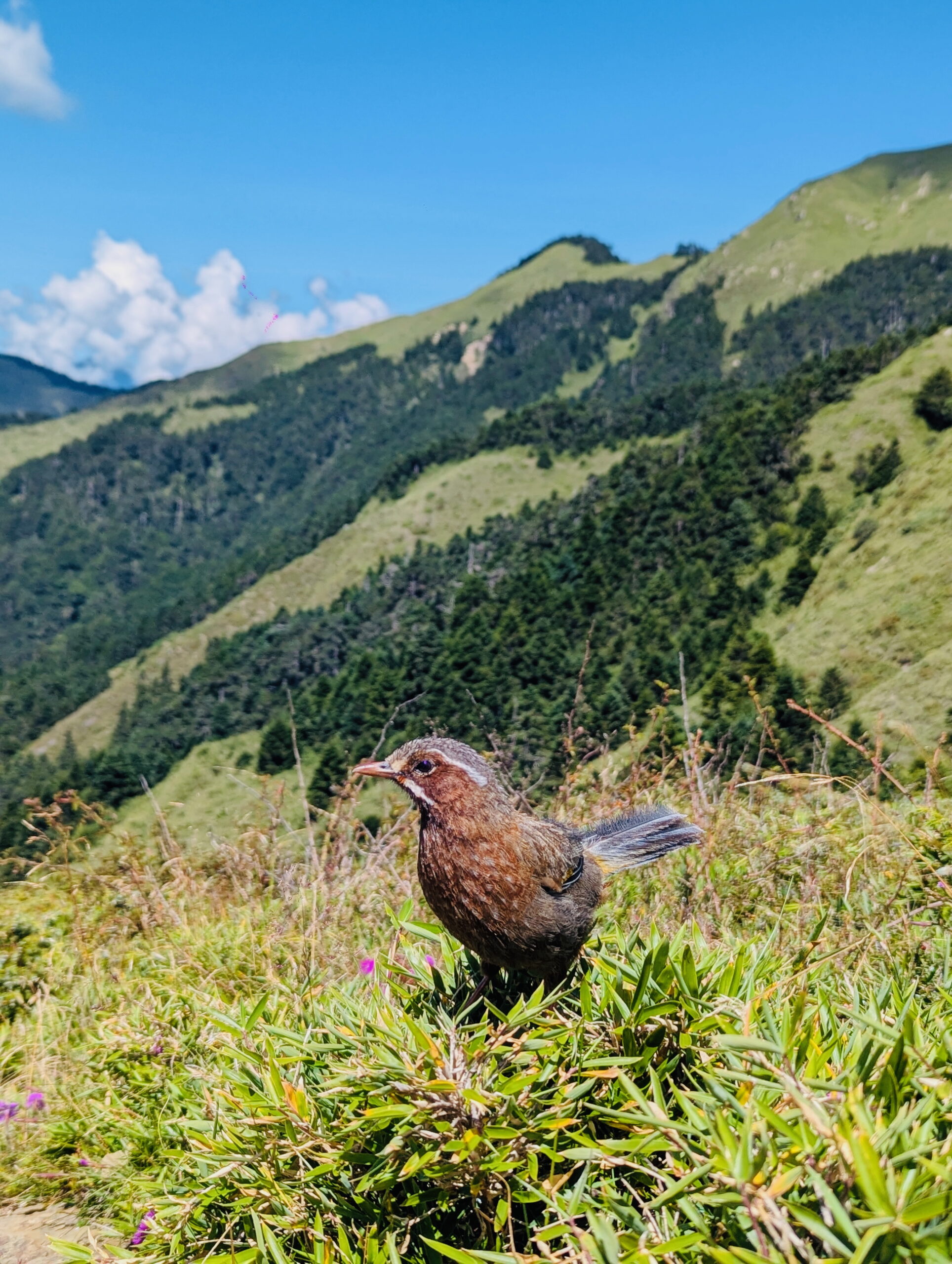 Guide to Hiking Hehuanshan in Taiwan (5 Baiyue Peaks)